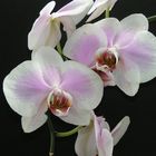 Orchideen