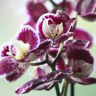 Orchideen