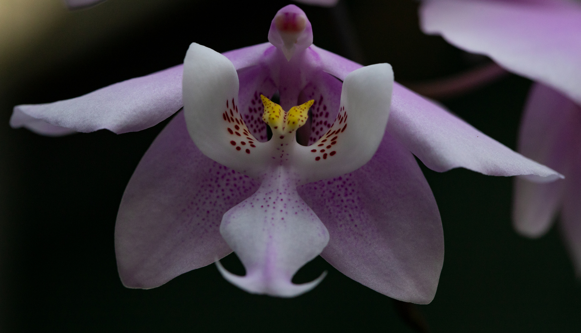 Orchideen