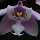 Orchideen