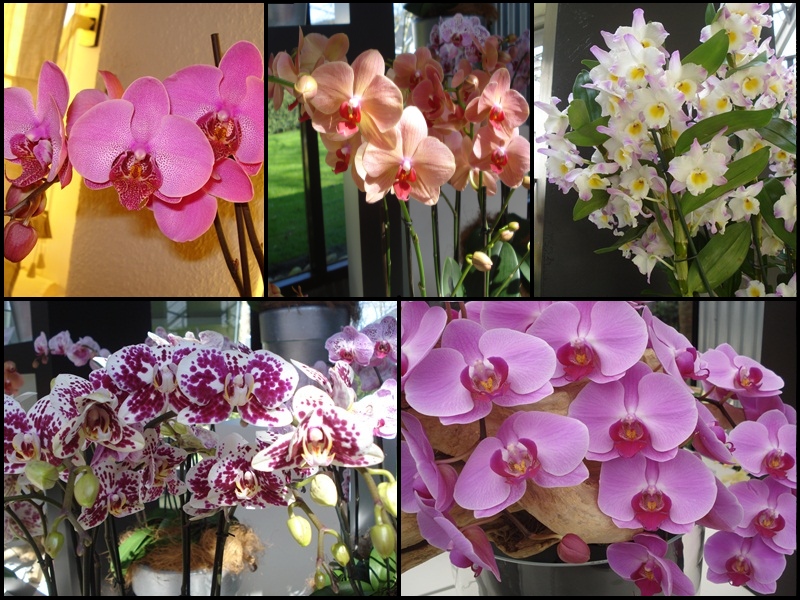 Orchideen