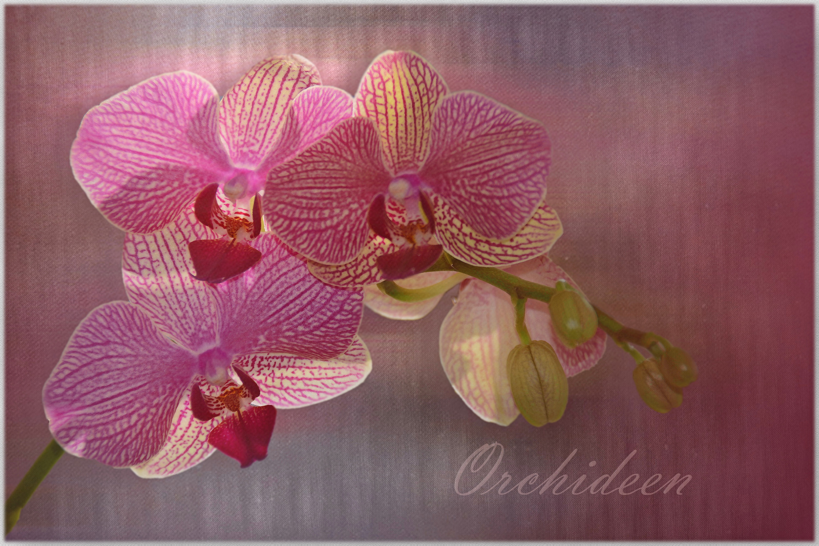 Orchideen