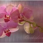 Orchideen