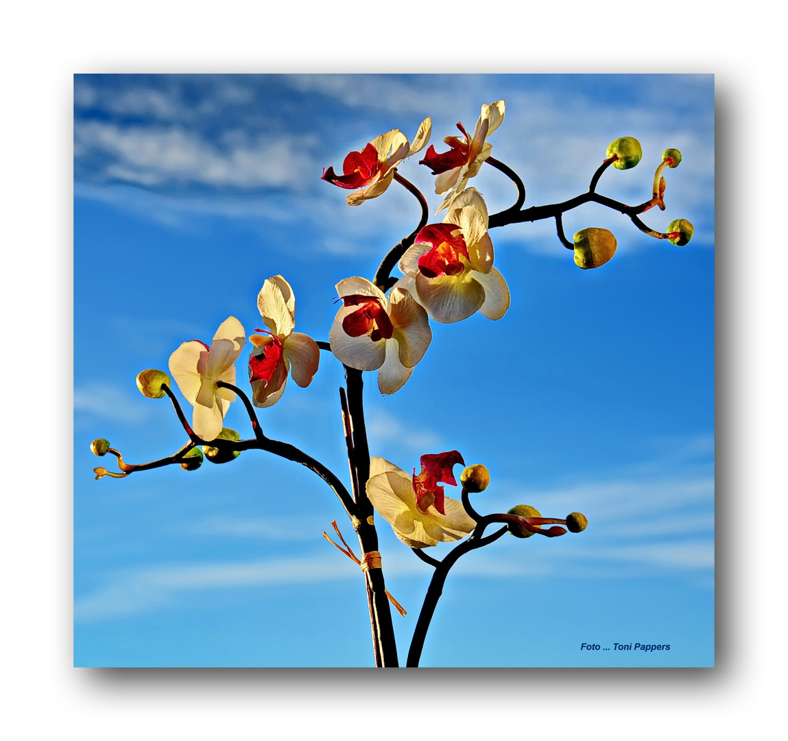 Orchideen als Topfpflanze