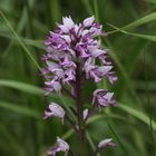 Orchideen, Altrhein, Helm Orchies, Orchis militaris, Knabenkrautgewächse