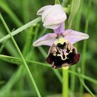 Orchideen, Altrhein, Humel - Ragwurz, Ophrys apifera (Knabenkrautgewächse)