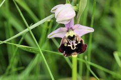 Orchideen, Altrhein, Humel - Ragwurz, Ophrys apifera (Knabenkrautgewächse)
