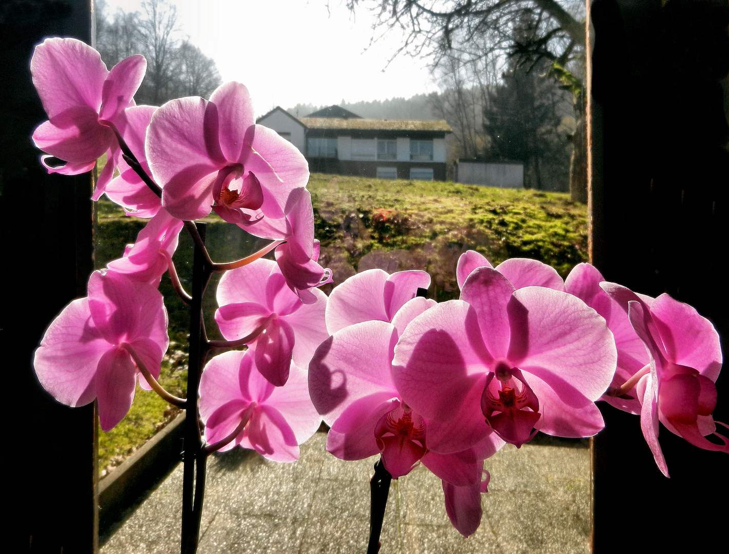 Orchideen am Fenster