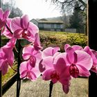 Orchideen am Fenster