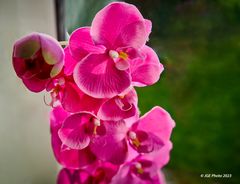 Orchideen am Fenster