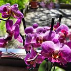 Orchideen am Fenster