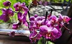 Orchideen am Fenster