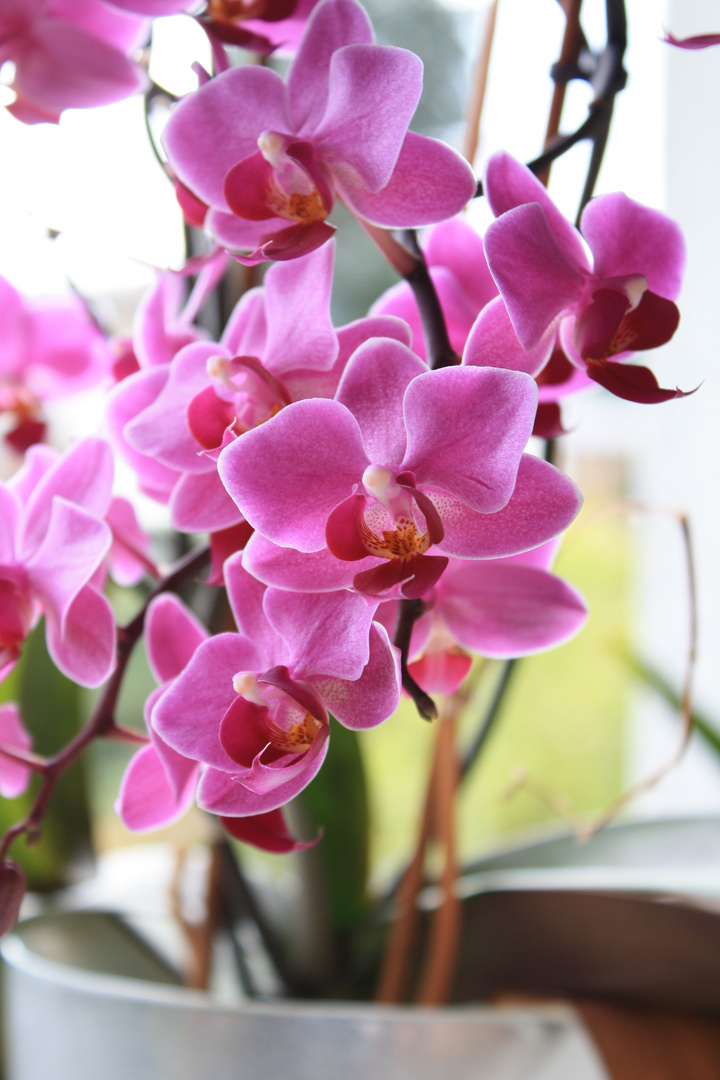 Orchideen am Fenster