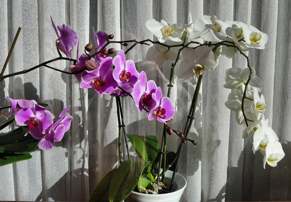 Orchideen am Fenster