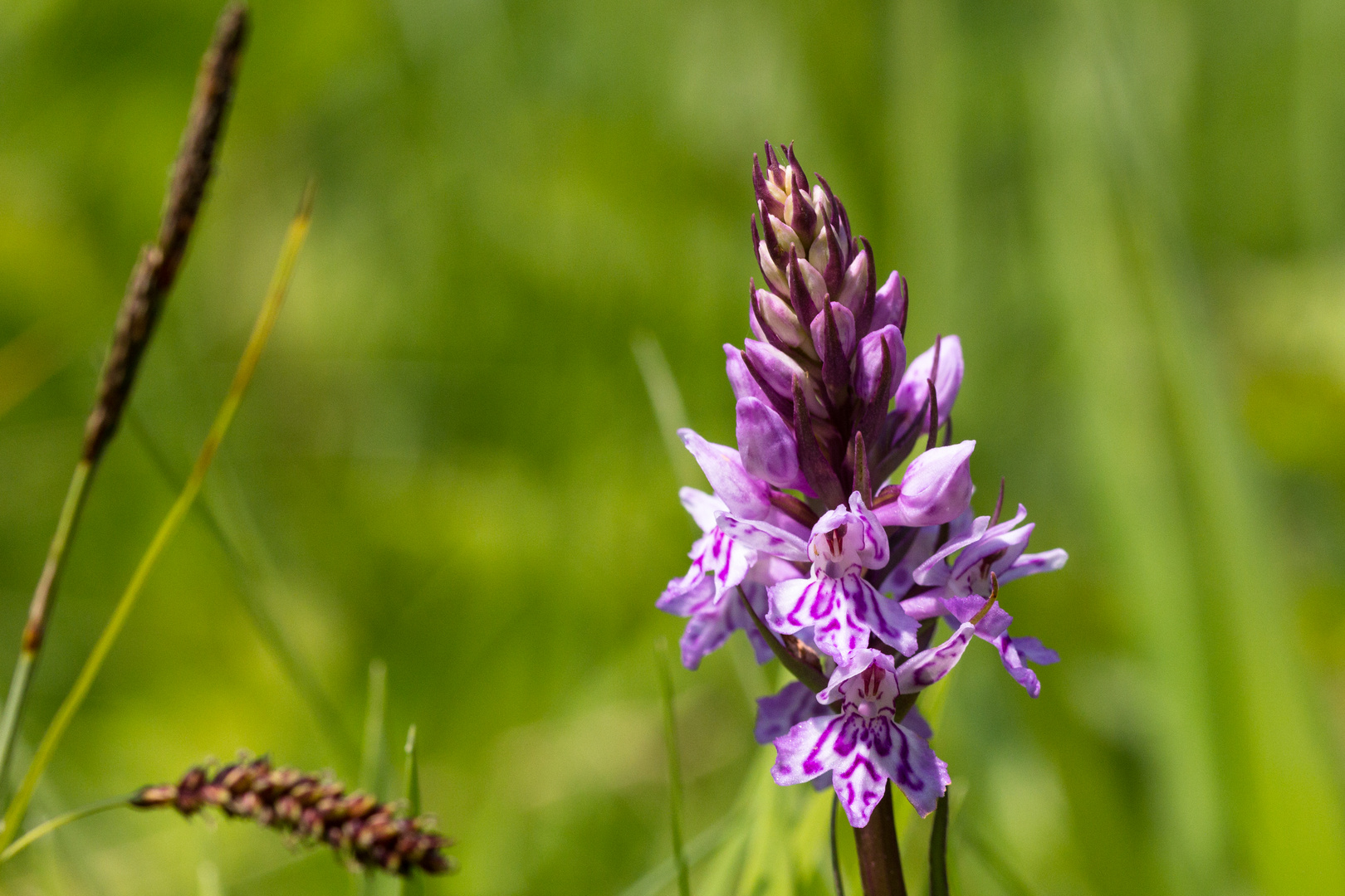 Orchideen am Mackenberg 2