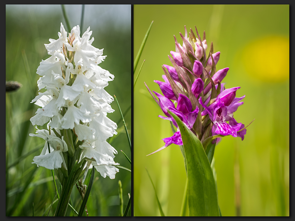 Orchideen am Meer