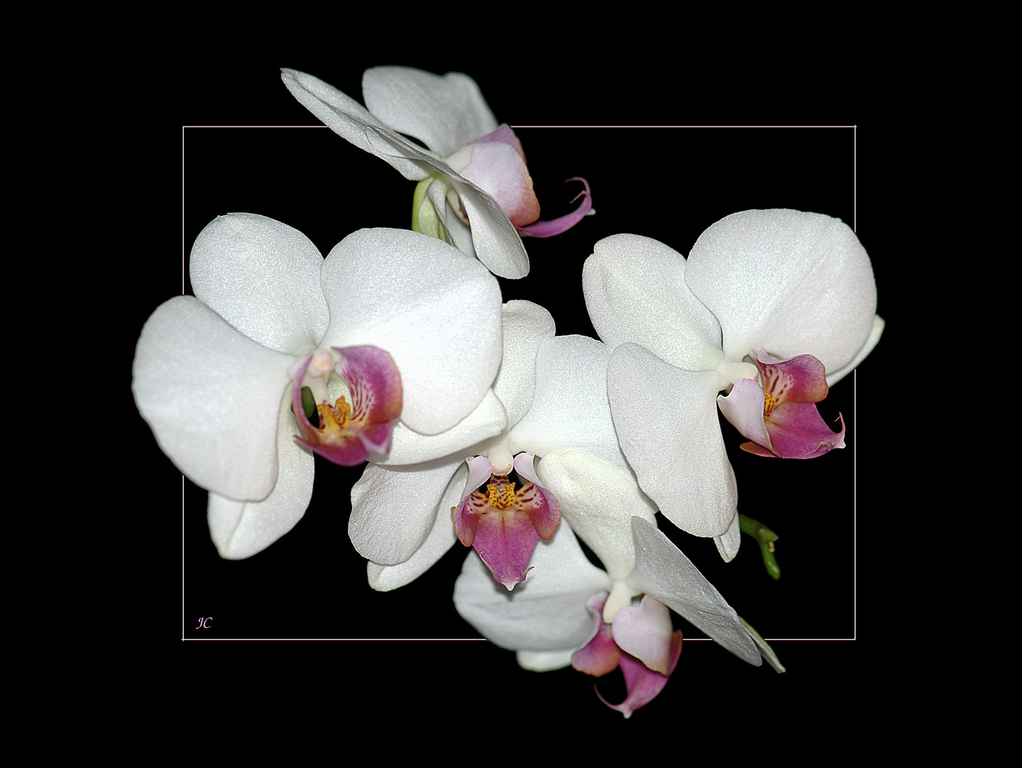 Orchideen am WE # Orquídeas para el fín de semana