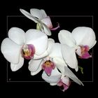 Orchideen am WE # Orquídeas para el fín de semana