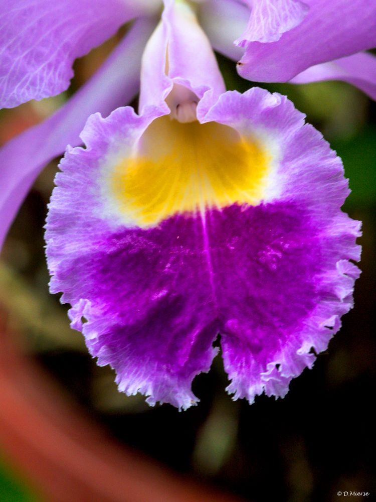 Orchideen Art