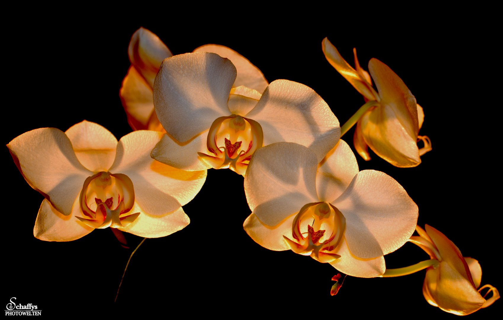 Orchideen at night