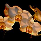 Orchideen at night