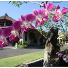 Orchideen auf Bali