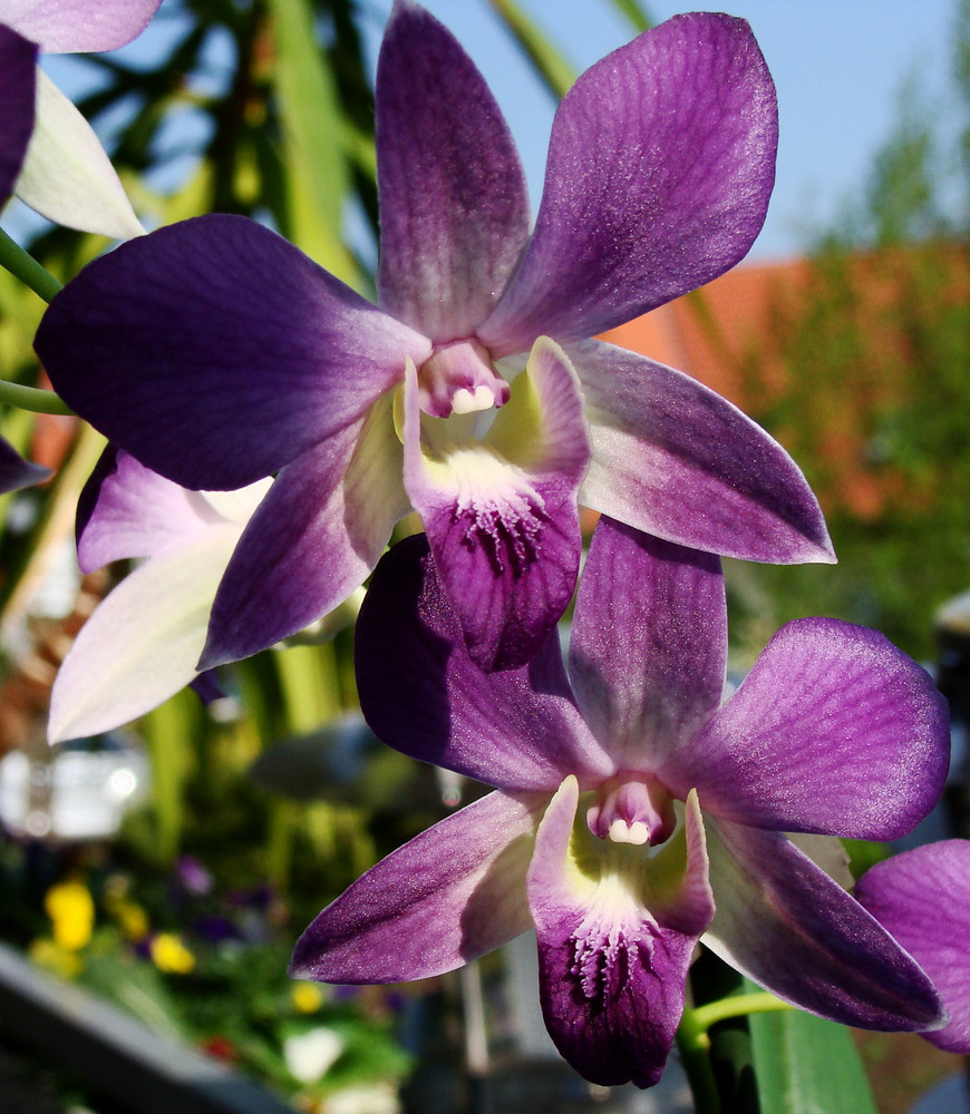 Orchideen auf der Fenserbank