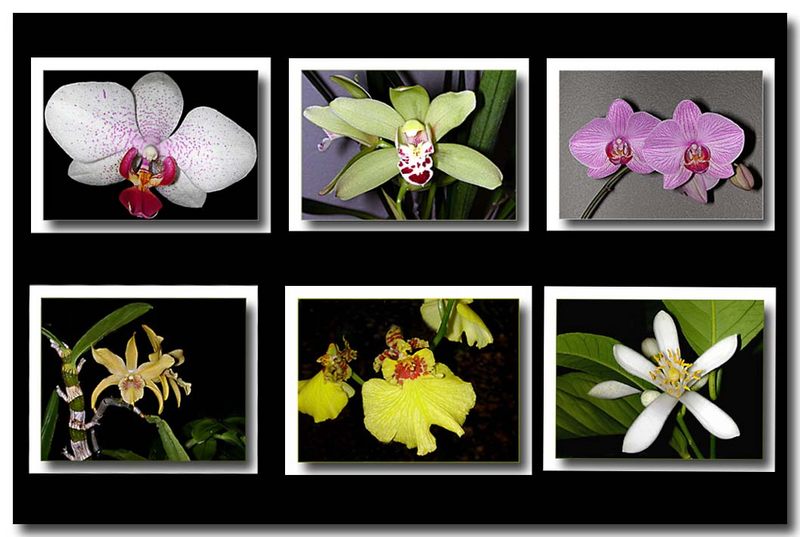 Orchideen auf der Fensterbank