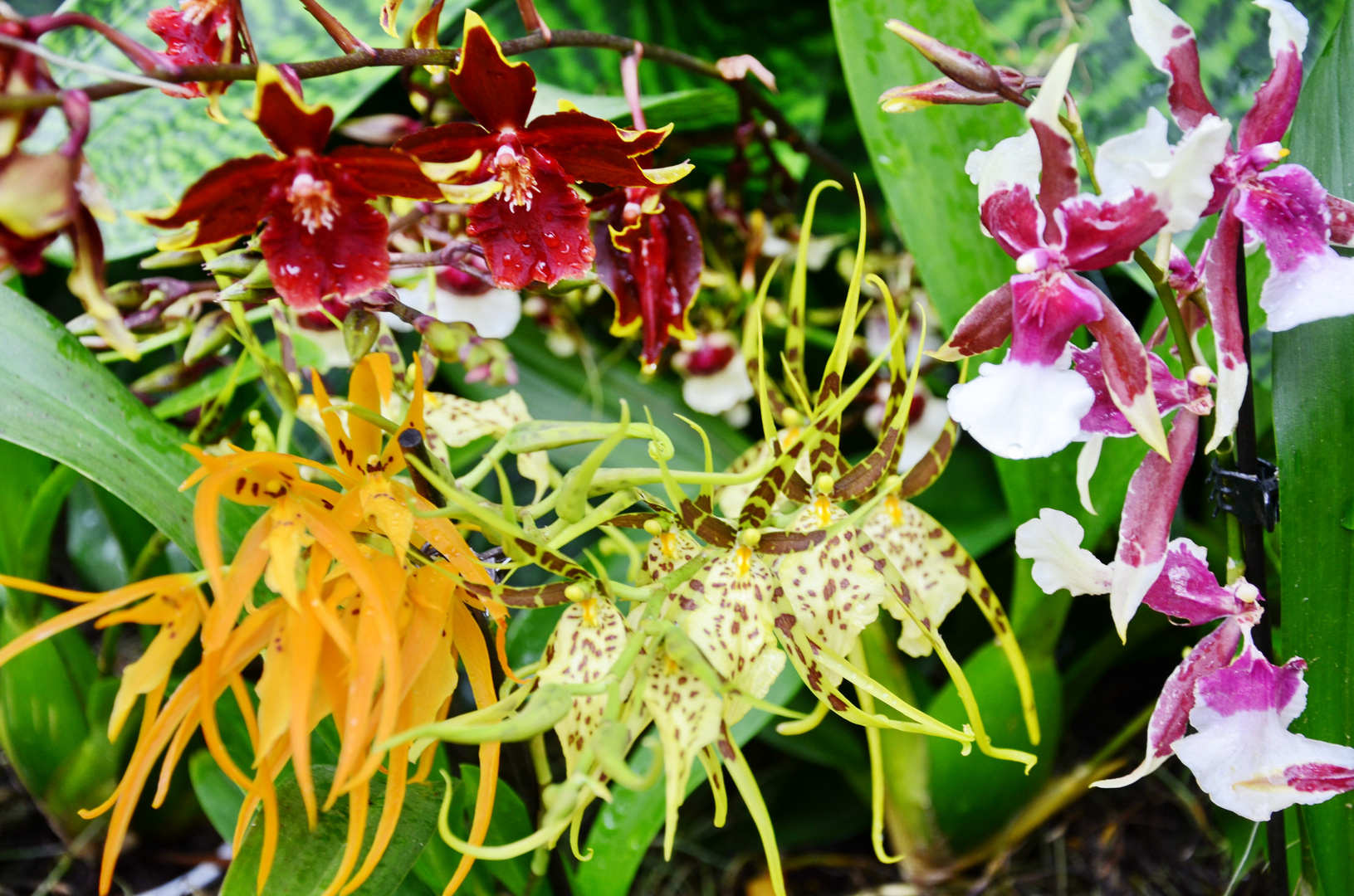 Orchideen auf der Floriade (1)