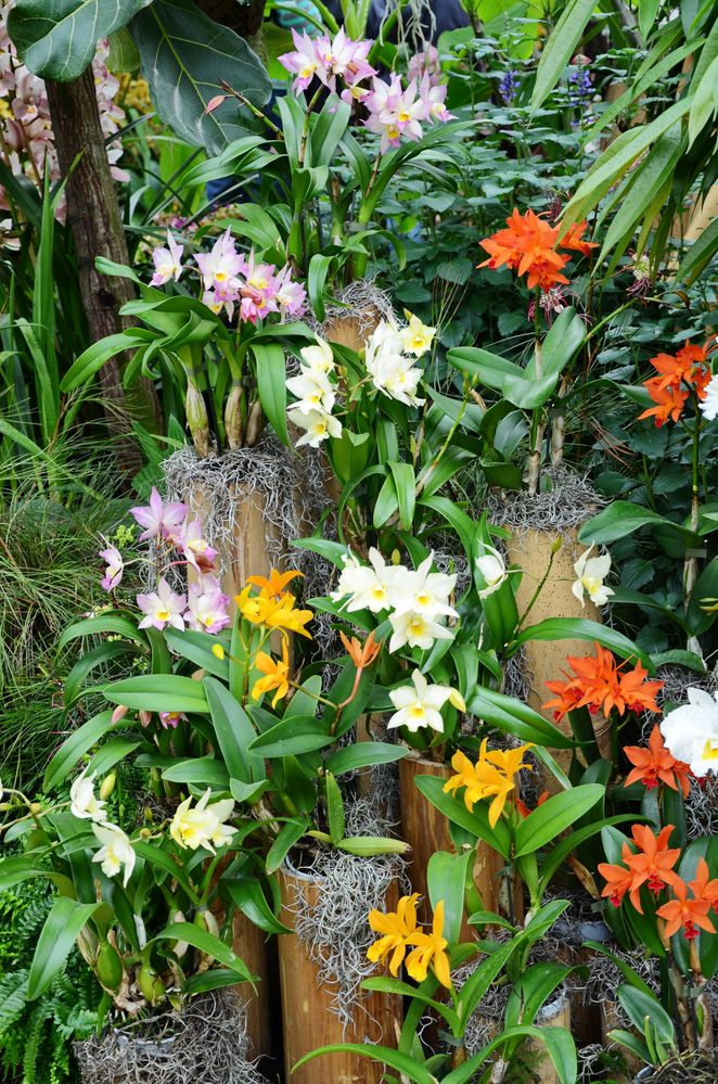Orchideen auf der Floriade (2)
