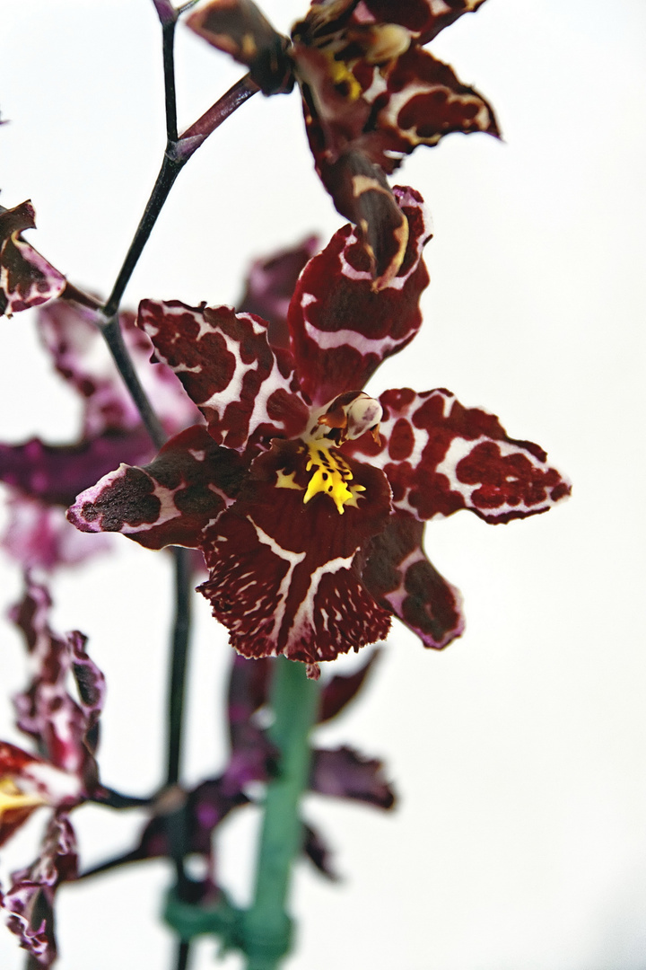 Orchideen auf der Floriade Venlo -30/01