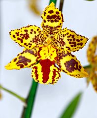 Orchideen auf der Floriade Venlo -30/02