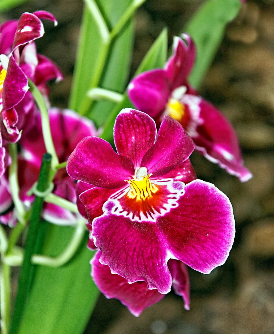 Orchideen auf der Floriade Venlo -30/07