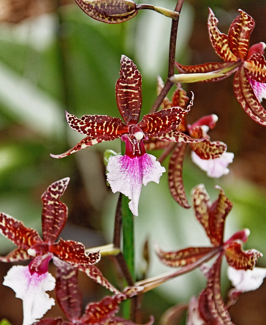 Orchideen auf der Floriade Venlo -30/08