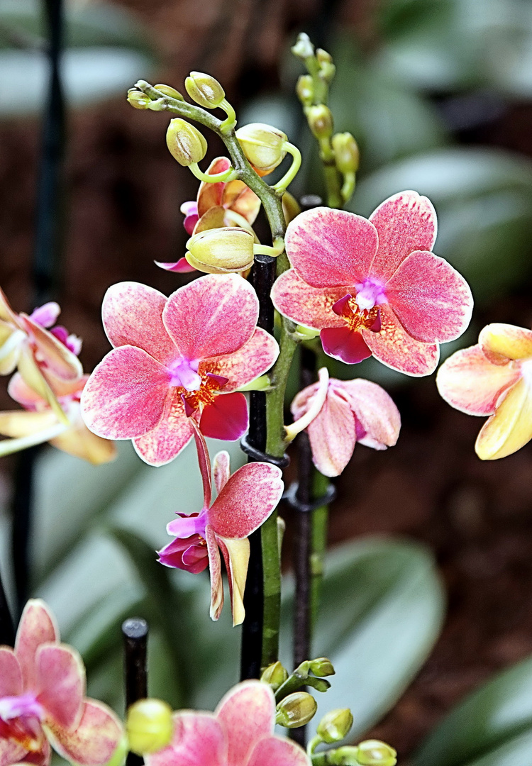 Orchideen auf der Floriade Venlo -30/09