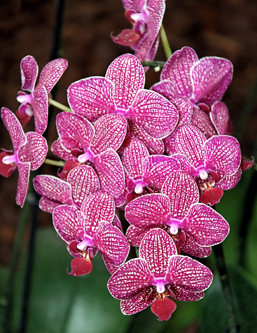 Orchideen auf der Floriade Venlo -30/10