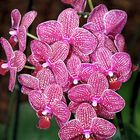 Orchideen auf der Floriade Venlo -30/10