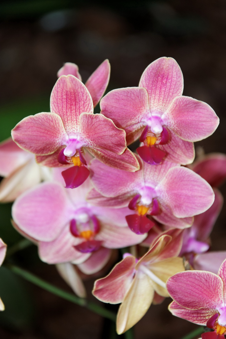 Orchideen auf der Floriade Venlo -30/11