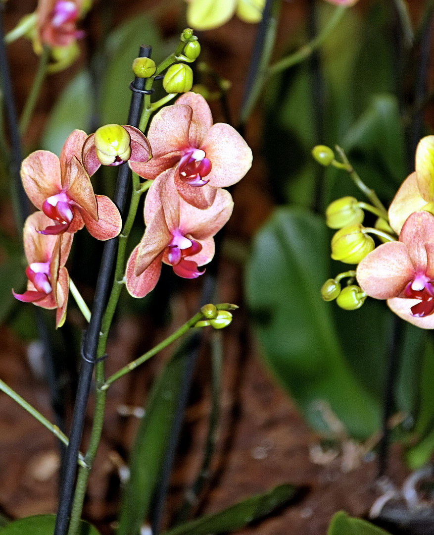 Orchideen auf der Floriade Venlo -30/13