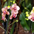 Orchideen auf der Floriade Venlo -30/13