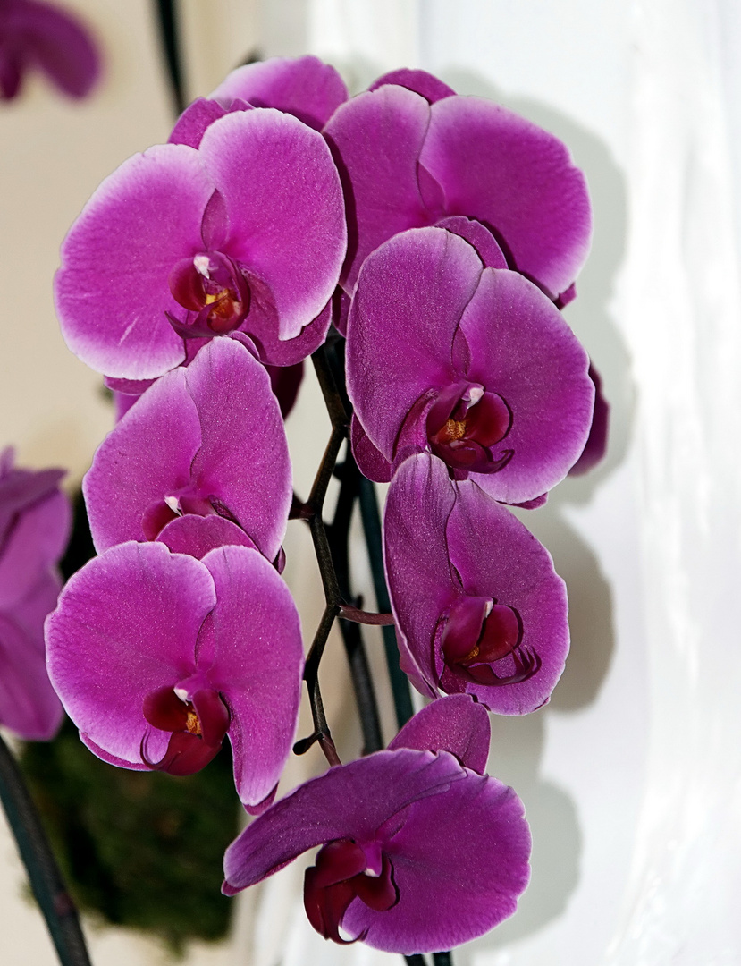 Orchideen auf der Floriade Venlo -30/15