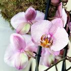 Orchideen auf der Floriade Venlo -30/16
