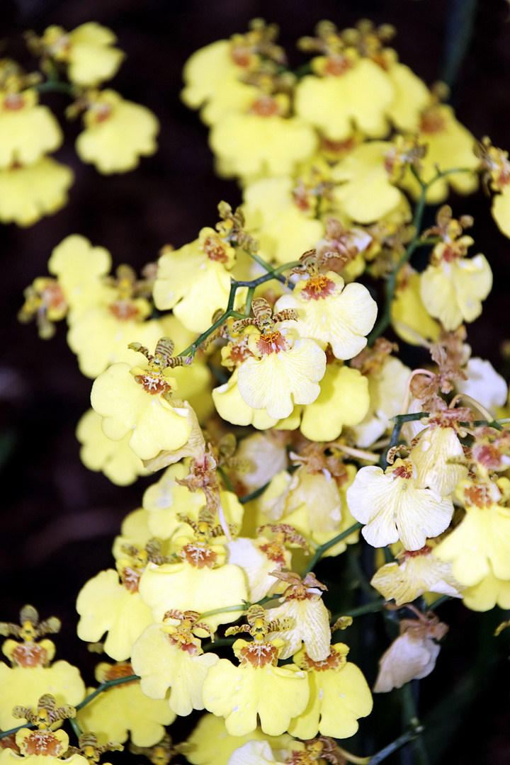 Orchideen auf der Floriade Venlo -30/17