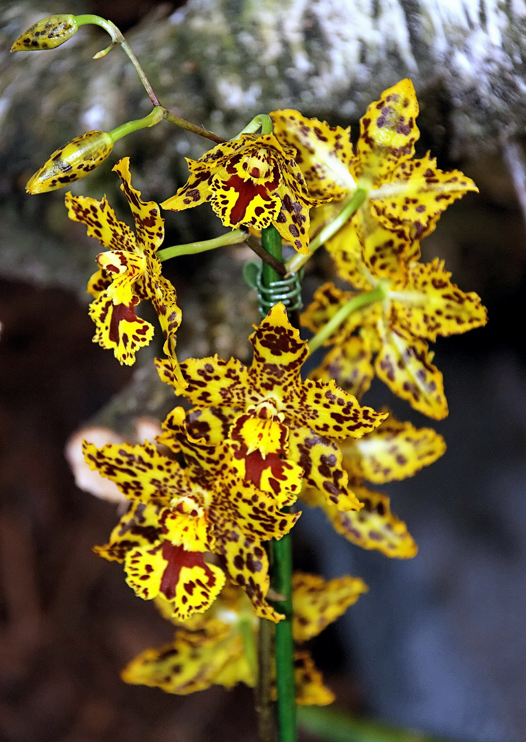 Orchideen auf der Floriade Venlo -30/19