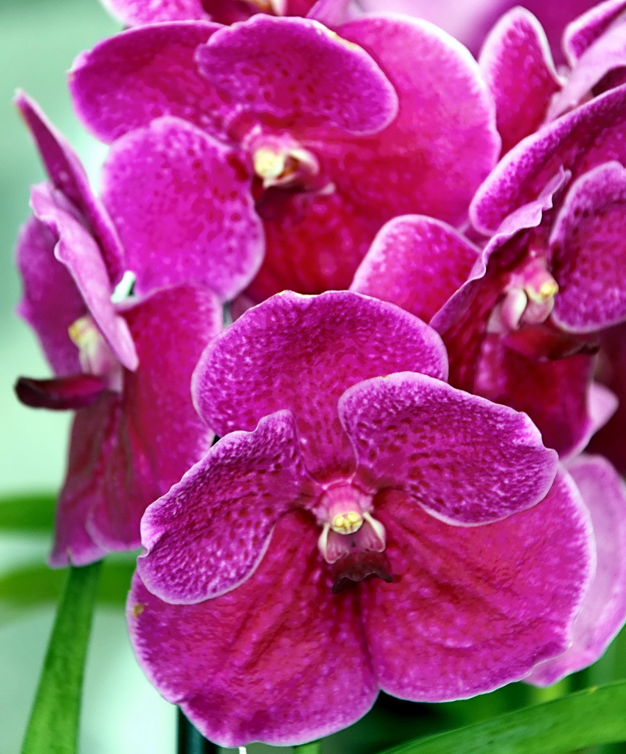 Orchideen auf der Floriade Venlo -30/20