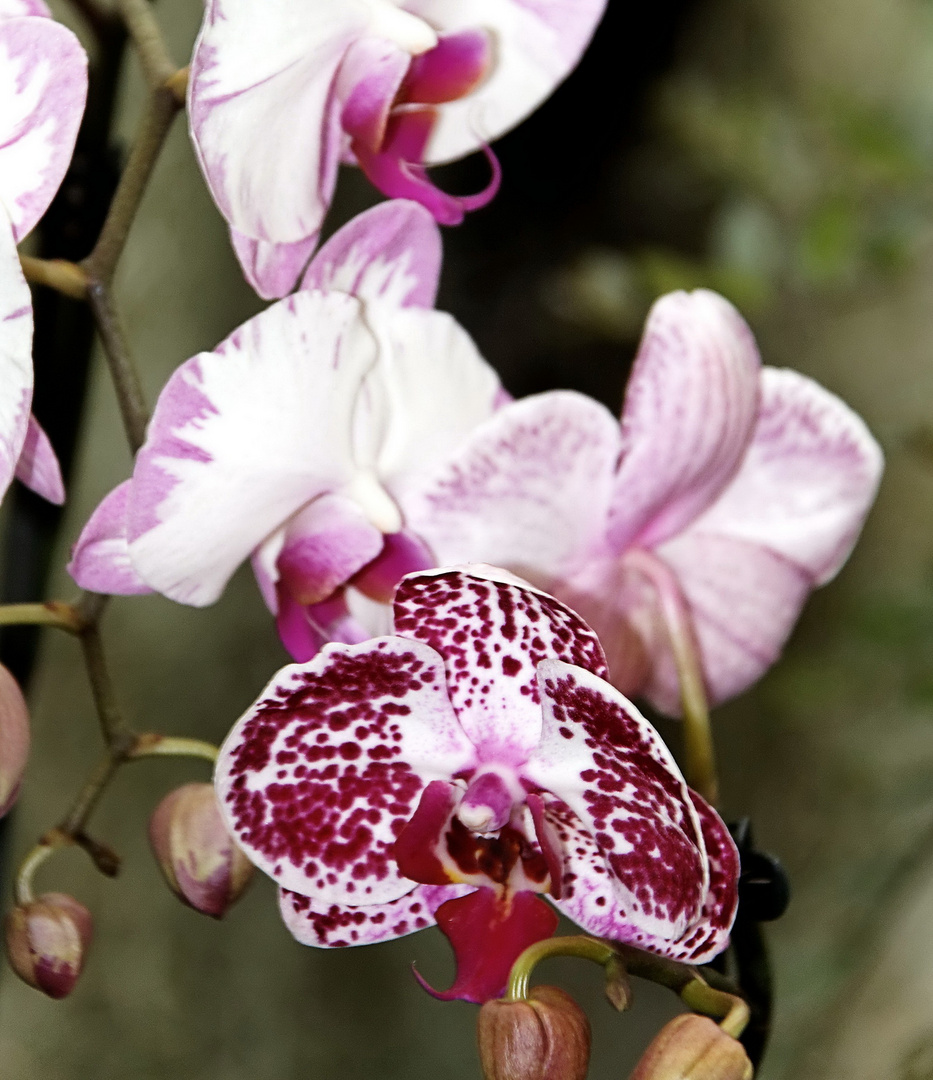 Orchideen auf der Floriade Venlo -30/22