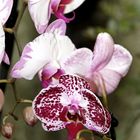 Orchideen auf der Floriade Venlo -30/22