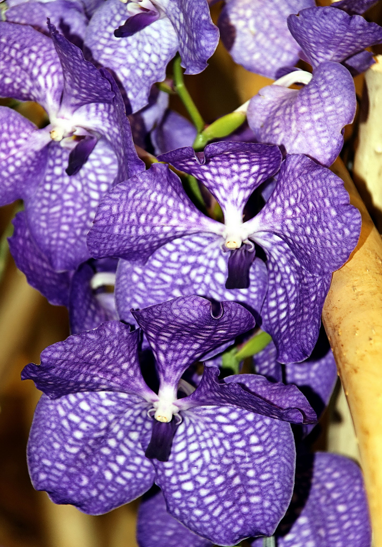 Orchideen auf der Floriade Venlo -30/24