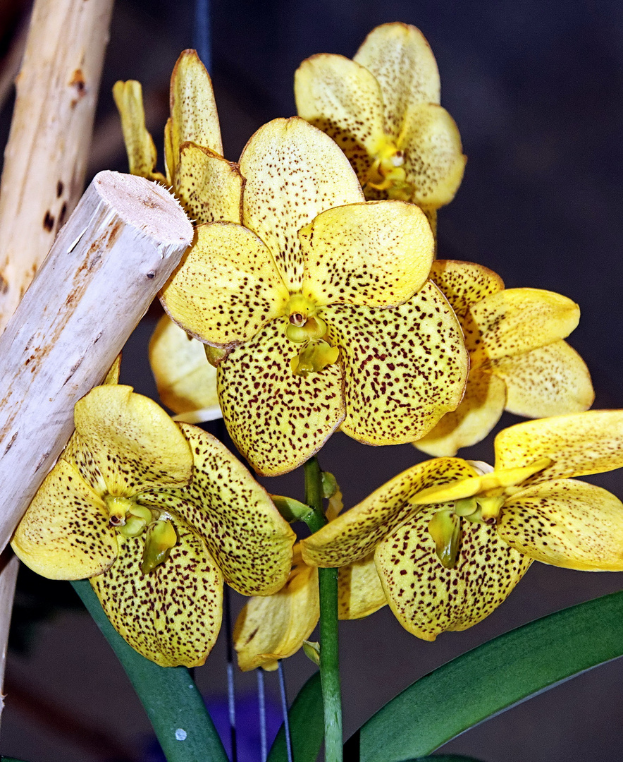 Orchideen auf der Floriade Venlo -30/25