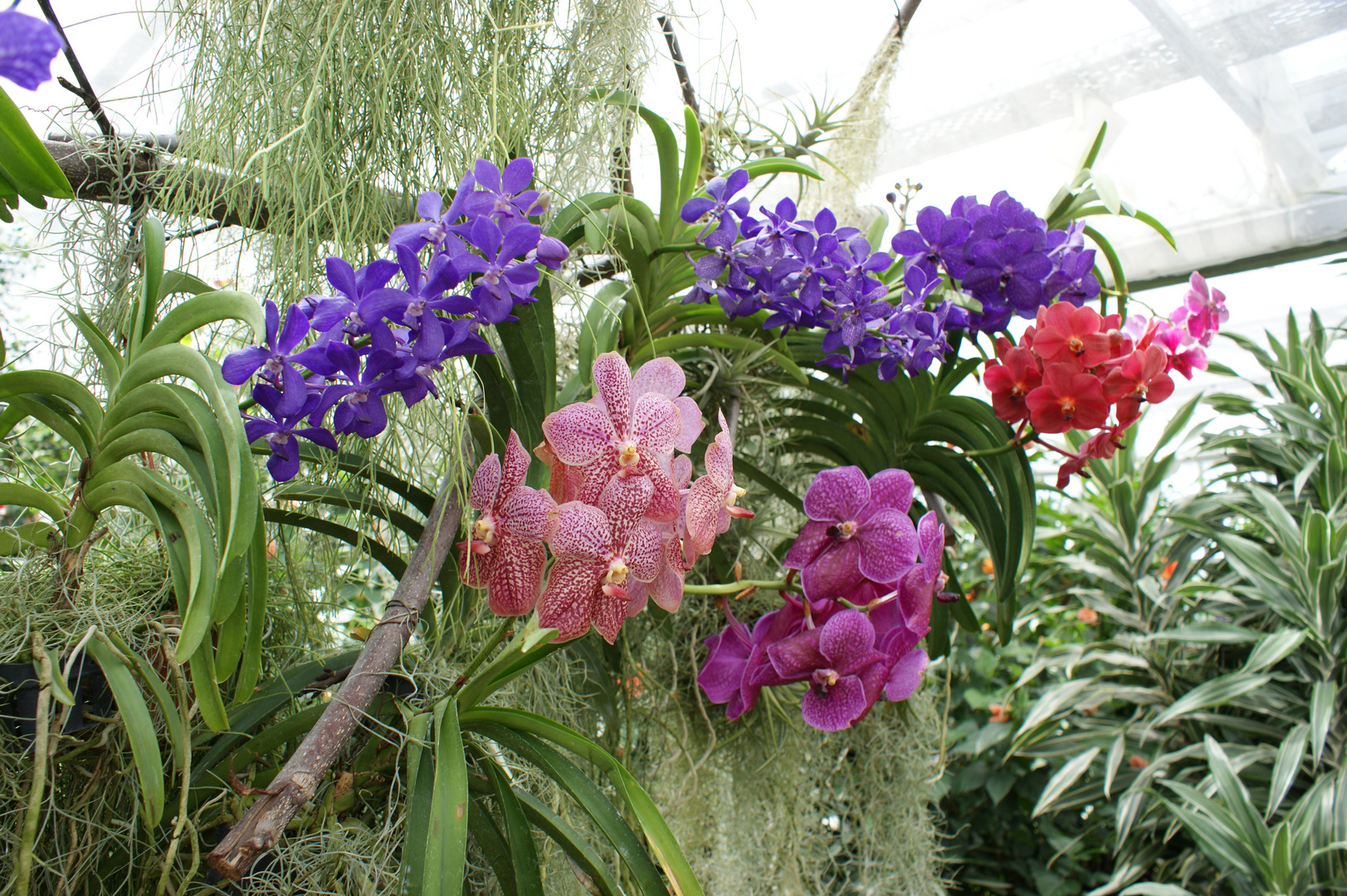 Orchideen auf der Insel Mainau